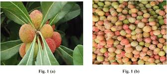 Attēlu rezultāti vaicājumam “Herminium monorchis fruit”