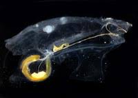 Attēlu rezultāti vaicājumam “Pantilius tunicatus imago”