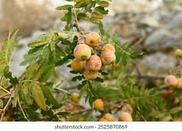 Attēlu rezultāti vaicājumam “Sorbus intermedia fruit”