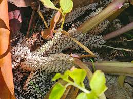 Attēlu rezultāti vaicājumam “Diachea leucopodia stalked”