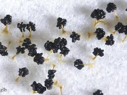 Attēlu rezultāti vaicājumam “Physarum ovisporum spores”