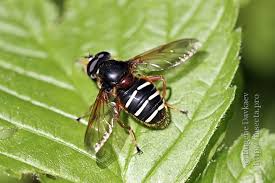 Attēlu rezultāti vaicājumam “Sericomyia lappona”