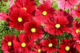 Image result for Cosmos bipinnatus