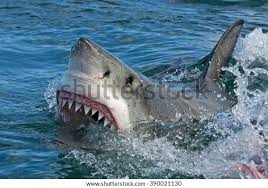 Image result for Carcharodon carcharias