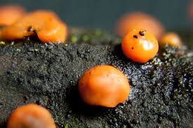 Attēlu rezultāti vaicājumam “Nectria cinnabarina”