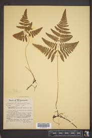 Attēlu rezultāti vaicājumam “Gymnocarpium robertianum”