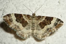 Attēlu rezultāti vaicājumam “Epirrhoe”