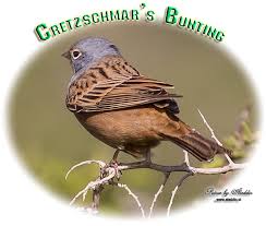 Image result for Emberiza caesia