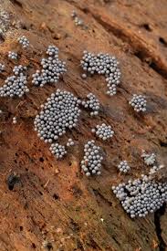 Attēlu rezultāti vaicājumam “Cribraria argillacea spores”