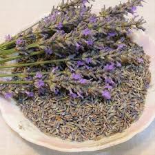 Attēlu rezultāti vaicājumam “Lavandula angustifolia bud”