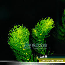 「金魚藻」的圖片搜尋結果