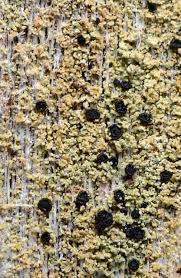 Attēlu rezultāti vaicājumam “Calicium adspersum”