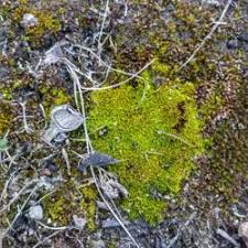 Attēlu rezultāti vaicājumam “Pottiales”