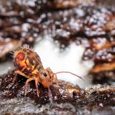 Attēlu rezultāti vaicājumam “Symphypleona”