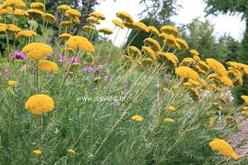 Image result for Achillea filipendulina