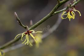 Attēlu rezultāti vaicājumam “Hamamelis japonica bud”