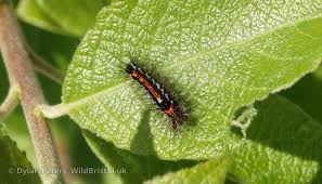 Attēlu rezultāti vaicājumam “Euproctis similis”