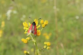 Attēlu rezultāti vaicājumam “Zygaena minos”