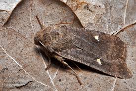 Attēlu rezultāti vaicājumam “Eupsilia transversa”