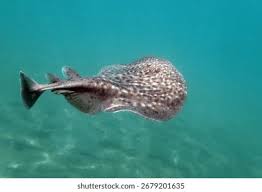 Image result for Torpedo marmorata