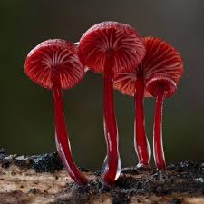 Attēlu rezultāti vaicājumam “Cribraria rubiginosa”