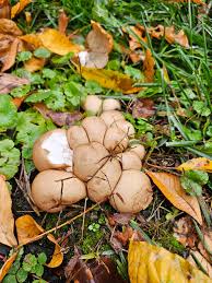 Attēlu rezultāti vaicājumam “Lycoperdon pyriforme young”