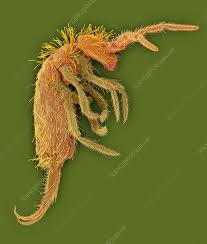 Attēlu rezultāti vaicājumam “Collembola”