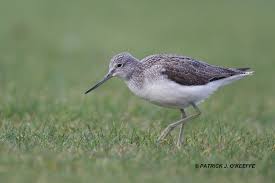 Attēlu rezultāti vaicājumam “Tringa nebularia adult”