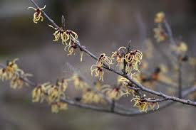 Attēlu rezultāti vaicājumam “Hamamelis japonica”