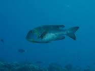 Image result for Monotaxis grandoculis