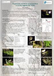 Attēlu rezultāti vaicājumam “Rhynchostegiella tenella sporophyte”