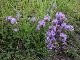 Attēlu rezultāti vaicājumam “Astragalus danicus flower”