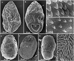 Attēlu rezultāti vaicājumam “Claustria didermoides macro”