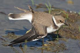 Attēlu rezultāti vaicājumam “Charadrius dubius”