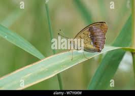 Attēlu rezultāti vaicājumam “Argynnis laodice female”