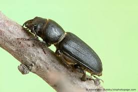 Attēlu rezultāti vaicājumam “Spondylis buprestoides”