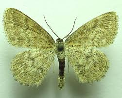 Attēlu rezultāti vaicājumam “Scopula immorata”