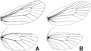 Attēlu rezultāti vaicājumam “Proutia betulina”