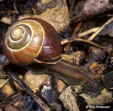 Attēlu rezultāti vaicājumam “Cepaea nemoralis”