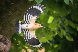 Attēlu rezultāti vaicājumam “Upupa epops”