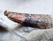 Attēlu rezultāti vaicājumam “Sciota adelphella”