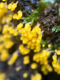 Attēlu rezultāti vaicājumam “Stemonitis flavogenita stalked”