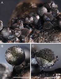 Attēlu rezultāti vaicājumam “Trichia alpina sessile”