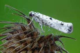 Attēlu rezultāti vaicājumam “Yponomeuta plumbella”