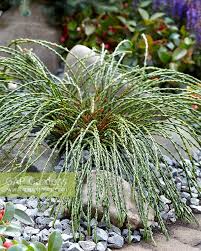 Attēlu rezultāti vaicājumam “Thuja plicata flower”