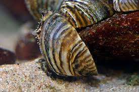 Attēlu rezultāti vaicājumam “Dreissena polymorpha”