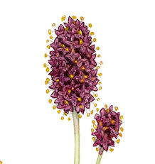 Attēlu rezultāti vaicājumam “Sanguisorba officinalis flower”