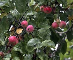 Attēlu rezultāti vaicājumam “Malus prunifolia fruit”