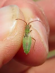 Attēlu rezultāti vaicājumam “Myrmus miriformis”