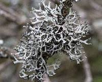 Attēlu rezultāti vaicājumam “Hypotrachyna sp.”